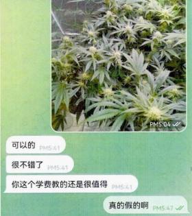 植物爱好者在线“开班”，课程竟是教授他人种植大麻……